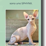 Il Manuale - Non chiamatemi gatto , sono uno SPHYNX.